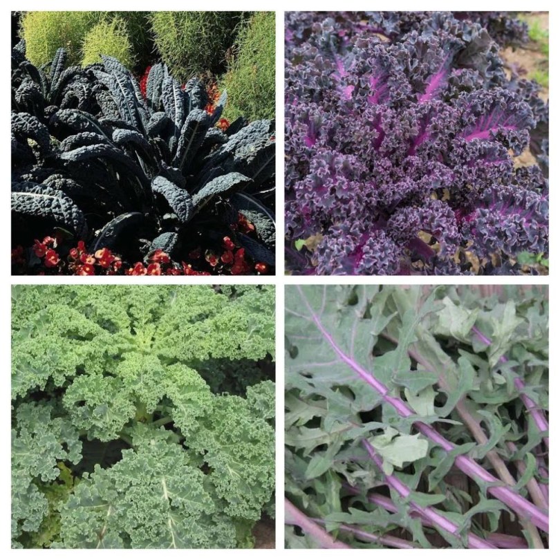 Tépőkel válogatás, Brassica ssp., vetőmag, akció, kedvezmény